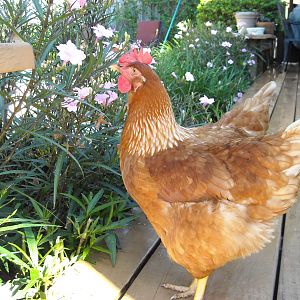 Double tailed chicken, double the eggs!