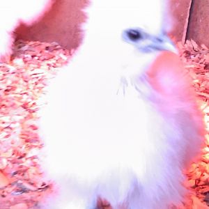 A white silkie chick I hatched from Mary Robbins eggs.