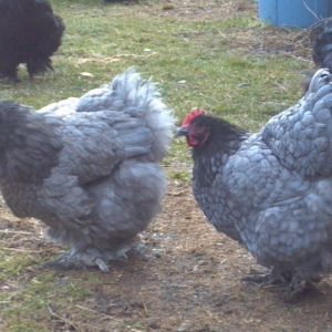 2 Blue Hens 12-2012