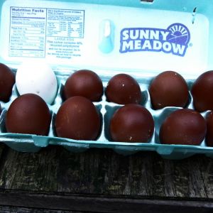BCM eggs 12-19-12 From Cheepa's line of girls. Pic taken outside in daylight.