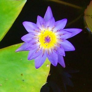 Panama Pacific Tropical water lily