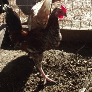 Bantam Pyncheon Rooster.