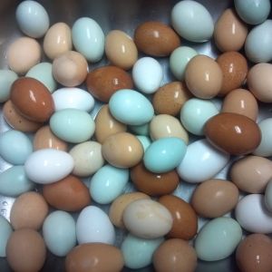 Eggs from 12/27/12