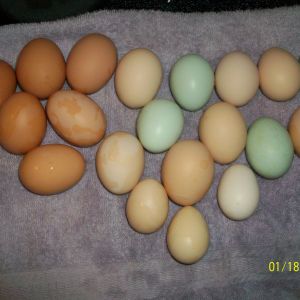 Forgot to gather my eggs yesterday!! Wow, this is what i got today!