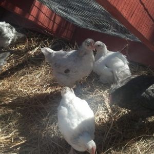 NYDHatchalong chicks