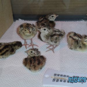 two day old ringneck pheasant chicks