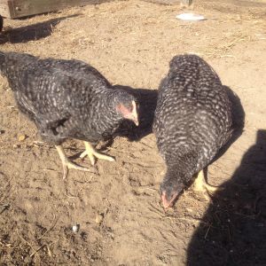 2 of the babies... Barred Rocks at 19 weeks