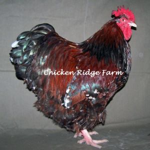 Meet Romeo, our Jubilee Orpington rooster. Romeo is 50%Greenfire 50% Marc Sarce

www.chickenridgefarm.com