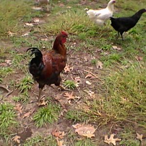 Road Runner free ranging with some of the hens.