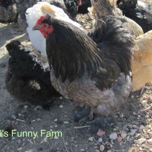 LF Blue Cochin rooster, age 2 years.