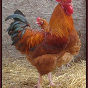 Black Tail Buff Marans Project | BackYard Chickens - Learn How to Raise  Chickens