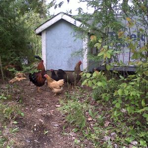 just out for a walk around the coop