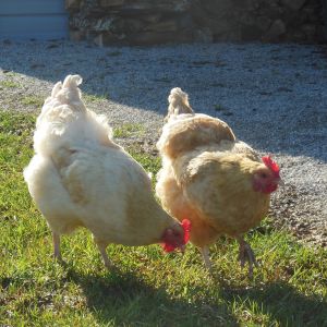 My Buff Chickens- Sandy and Goldie