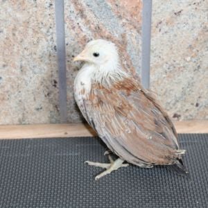 F1 Silver Duckwing x Wheaten pullet (one of 3)