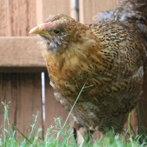 Americana Pullet hunting in grass