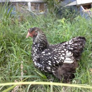 Silver Laced Cochin hen, she is mad I took her off the nest box to take her pic.