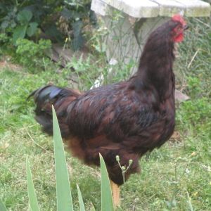 Sixteen week old cockerel HRIR of the Ron Fogle strain.