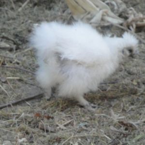 Orphaned Catdance White Silkie chick. Seven weeks old July 2013