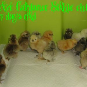 Twelve hatched Catdance mixed colored chicks. The start of my new Silkie flock.