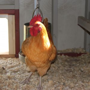 My Buff Orpington Rooster "Tig"