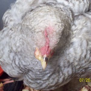 swollen lower beak Cochin Chick
