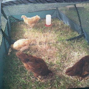 This Peck & Play enclosure saved the day while we were building the coop. Ordered on line $49.95 +shipping. $65. I was able to set them up in the yard and help hubby with the coop. Can't leave them completely alone, it's just a tent but what a lifesaver!  Stake it down put them in with food and water, move them where you want and your hands free while they scratch the ground