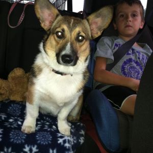 Candy, our new Corgi girl.  She is less than a year, got her from a lady that could no longer keep her.  A win for us.