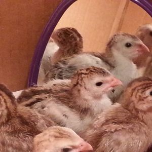 Our guinea keets checking out the mirror we put in their brooder box.