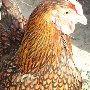 Goldie, our Gold-laced Wyandotte