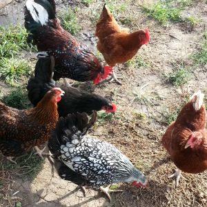 Sebastian, our Speckled Sussex rooster, and his girls (clockwise):  Lady (New Hampshire Red); Lapiz (Red Sexlink); Kate (Silver-Laced Wyandotte); Goldie (Gold-Laced Wyandotte), and Ella (Black Orpington).