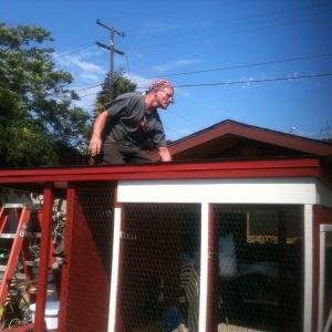 Dad roofing the coop
