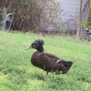 Crisco the Crested Duck
