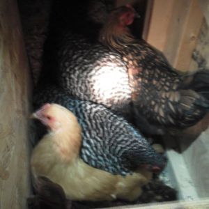 All sleeping in one nesting box... finally on the roost