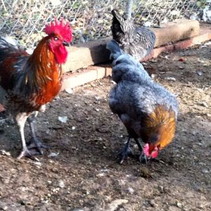 Blue copper marans x wellie cockerel and pullet 4 mo