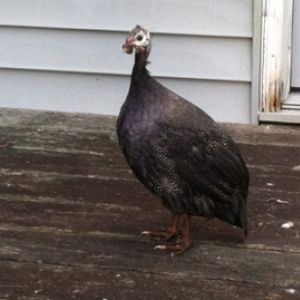 AppleMark

Royal Purple Guinea