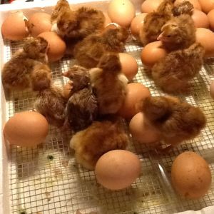 Hatching day for our RIR's.