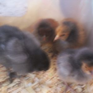 Gold Laced day old chicks