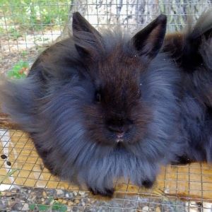 Lion head x netherland dwarf