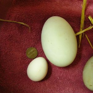 This is the teeniest, tiniest chicken egg I've ever found in my nest box. It's my OEGB X Sebright bantam hen Roadrunner's first egg, shown here with a US penny and one of Maddy duck's jumbo eggs. 

It weighs in at just half an ounce! Hah! How cute.