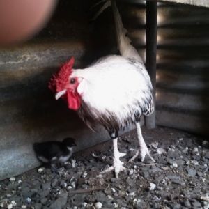 Rare silver spangle hamburg rooster with chick