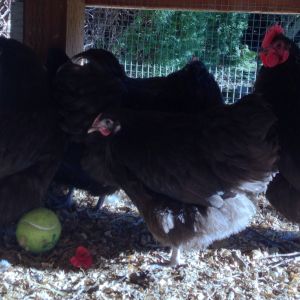 Large BANTAM English Chocolate Orpingtons. Extremely gentle and sweet hens and roosters. They actually prefer their coop to free ranging and are far too sweet to mix into a flock of Rhode Island Reds or other dominant breeds. I am breeding for large size, sweetness, and conformity to English standards.
Fertile Eggs Available for $3 each in the Portland, OR area call or text Amanda 971-241-9874
I am willing to ship. If eggs must be shipped they will be $40 per dozen plus actual shipping cost from 97267 to you.