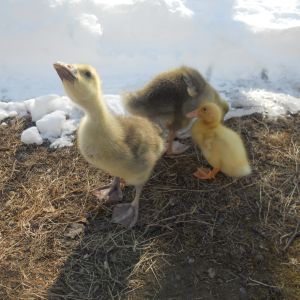 toulouse gosling's and a Pekin duckling