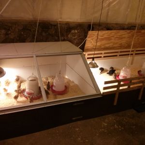 This brooder is two sections that can be opened to make one large brooder.  We have ceramic bulbs for heat and use night lights on a timer to regulate lighting.  Works beautifully!