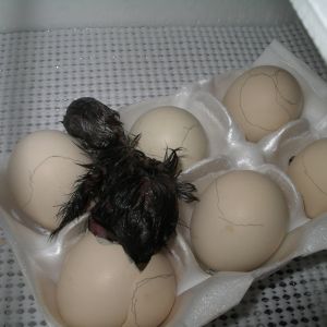 Black Cochin Bantam hatched first 3/28 4:30 A.M.
Named Jasper