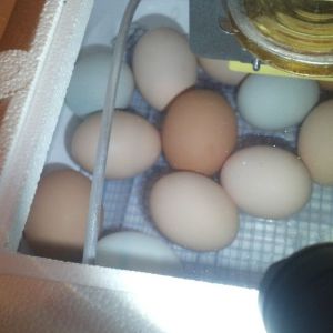 Eggs on day 18! Time to stop turning - hatch is three days away. :)