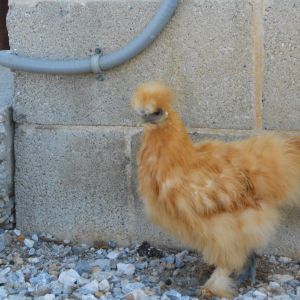 Selena's 1st clutch - pullet