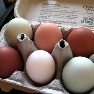 EE, Buff Orp, Marans and Dorking eggs