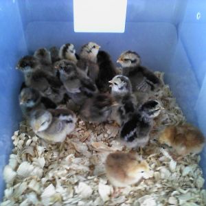It was a fun day last Saturday.  Went to see my daughter perform at a show choir competition and picked up these little beauties.  Originally I was only supposed to pick up 10, then she had five more so we are up to 15.  Then she told me she hatched two Buckeyes and so I could not resist that. So I have 15 Easter Eggers and 2 Buckeyes.  What fun this will be.