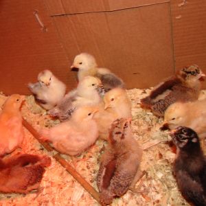 nEW CHICKS FROM rURAL kING / tOWNLINE hATCHERY  LIGHT brahma, silver wyandotte, buff orpington and easter egger!