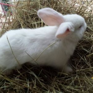 2 months
albino lop ear and albino new zealand cross
$25 or 2 for $40